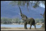 Поющий слон